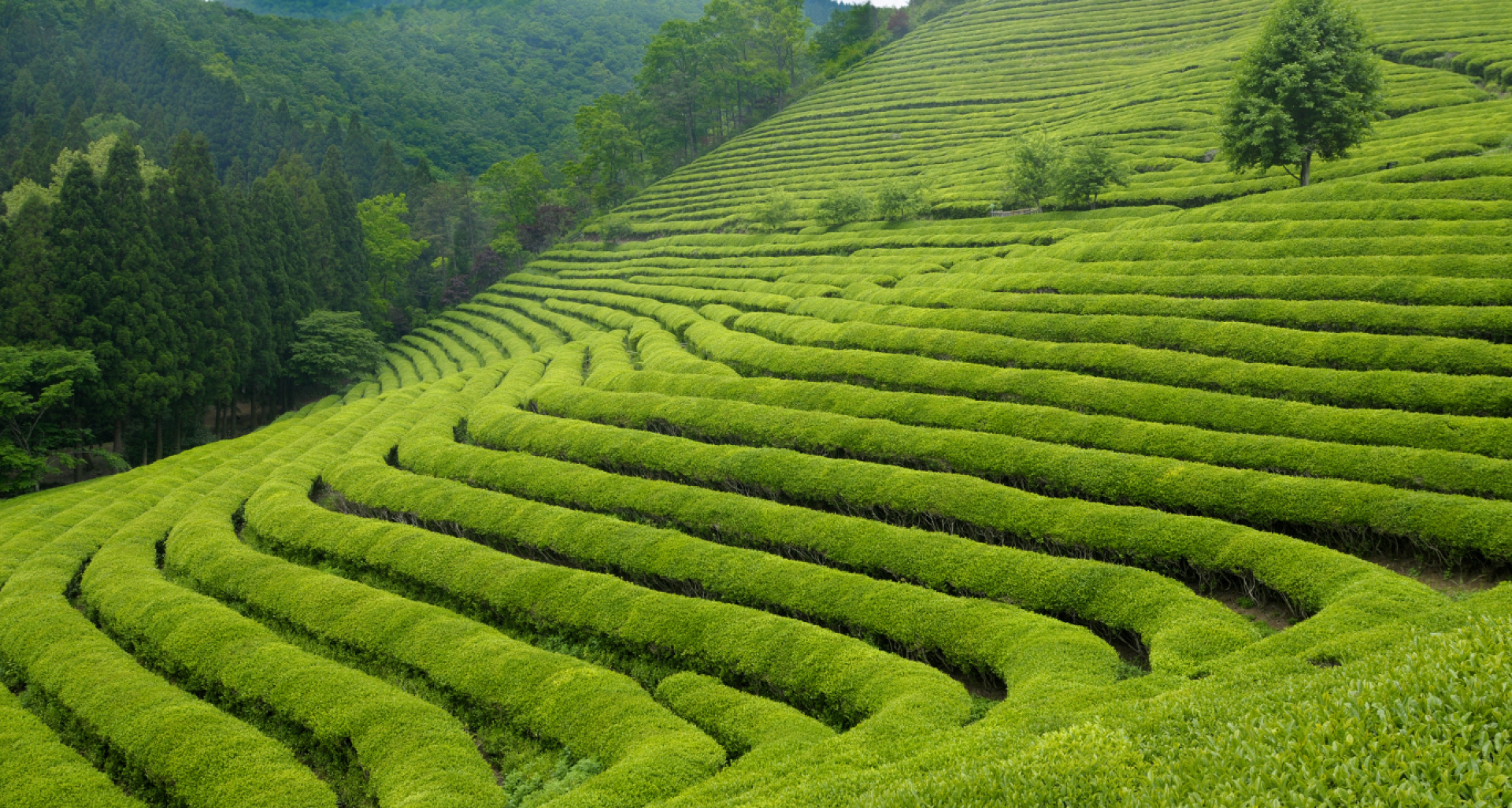 ĐÀ LẠT THIÊN NHIÊN